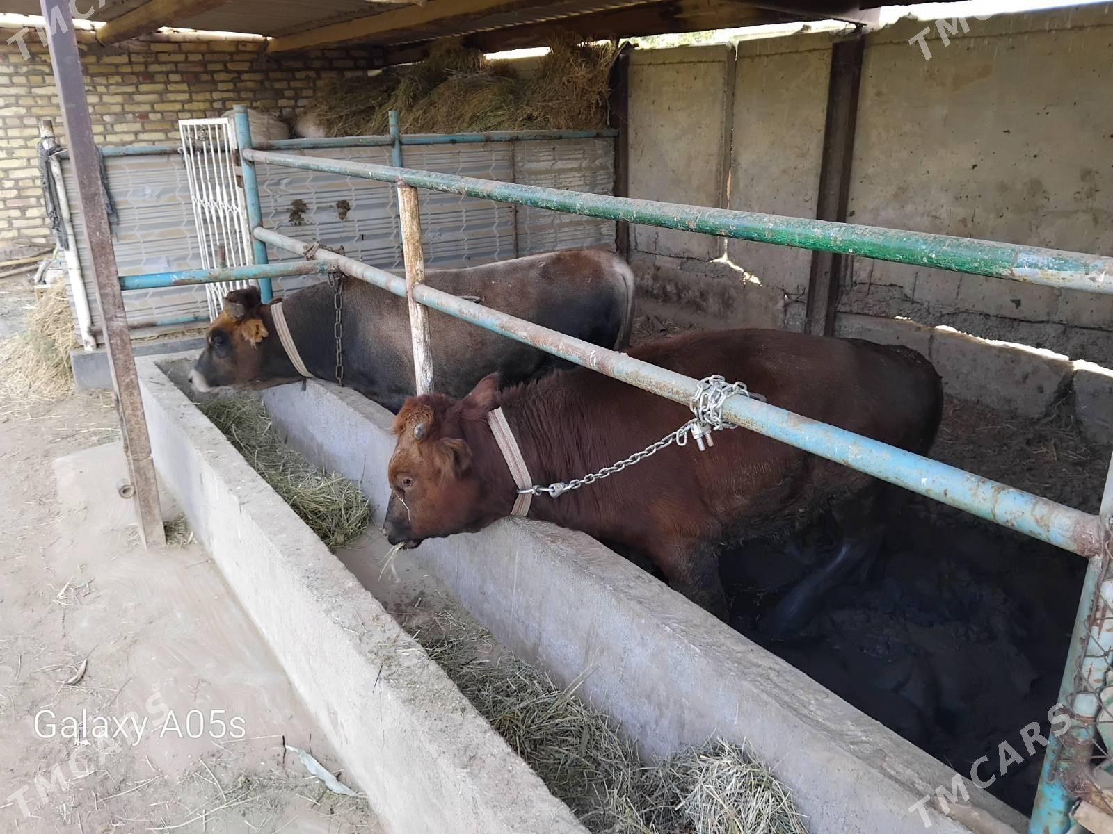 Öküz - Babadaýhan - img 4