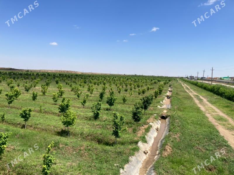 15 гектар - Ашхабад - img 2