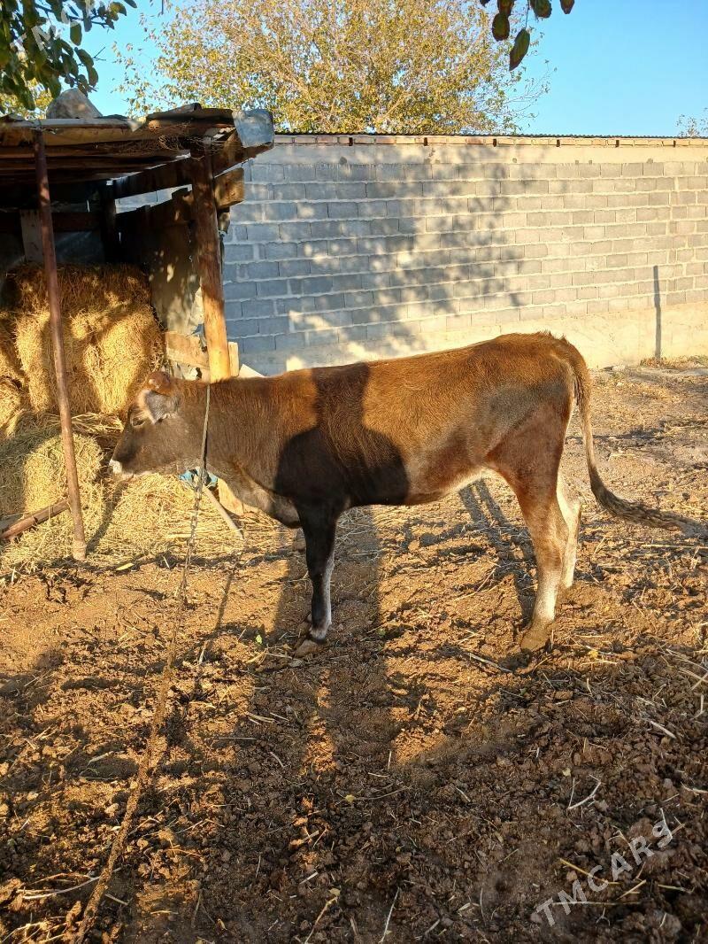 tüwe - Бахарден - img 5