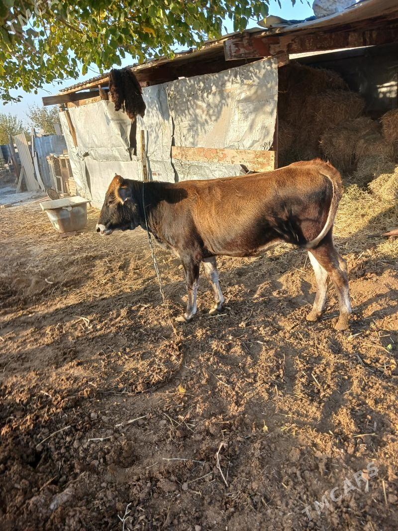 tüwe - Бахарден - img 6