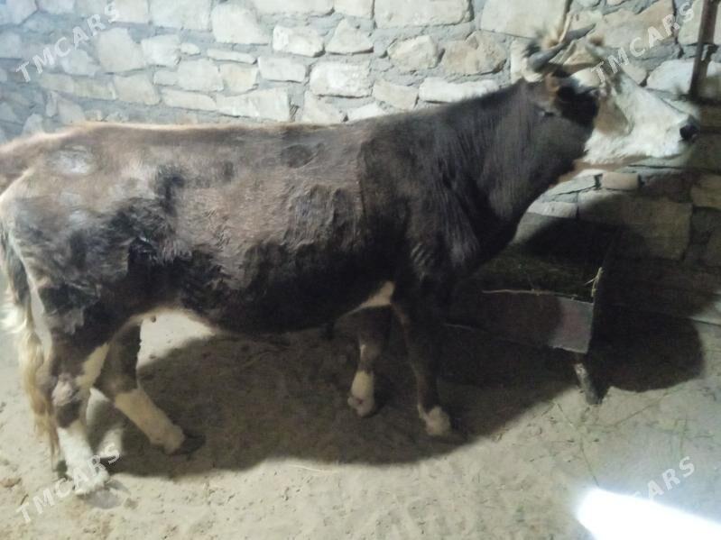 sygyr  gysyr - Балканабат - img 2