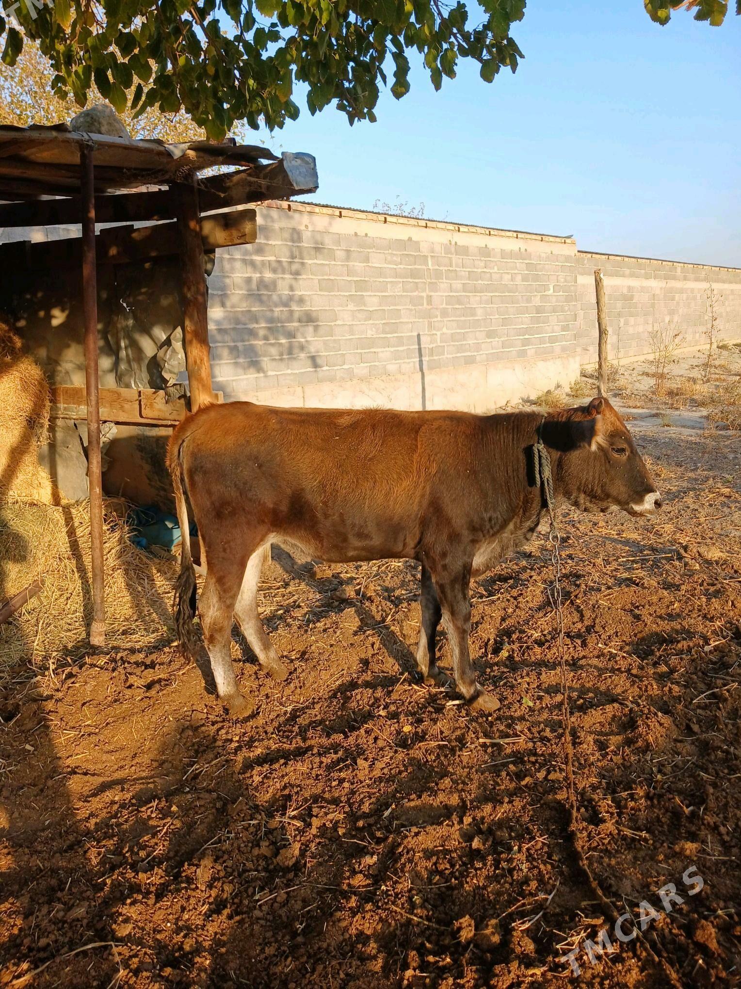 tüwe - Бахарден - img 8