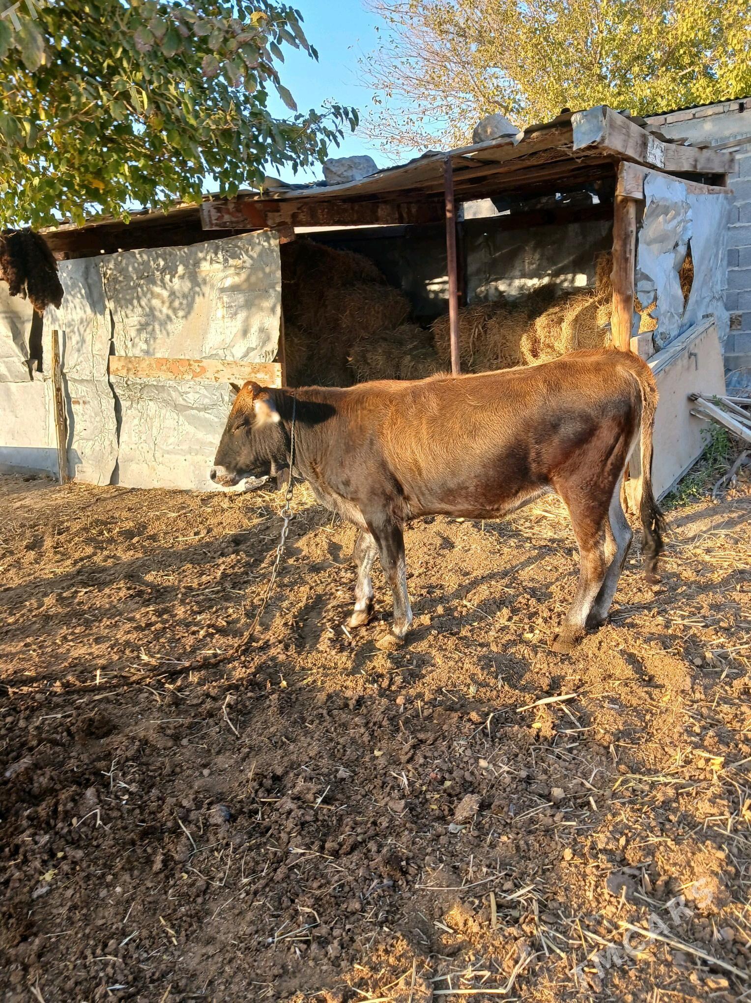 tüwe - Бахарден - img 9