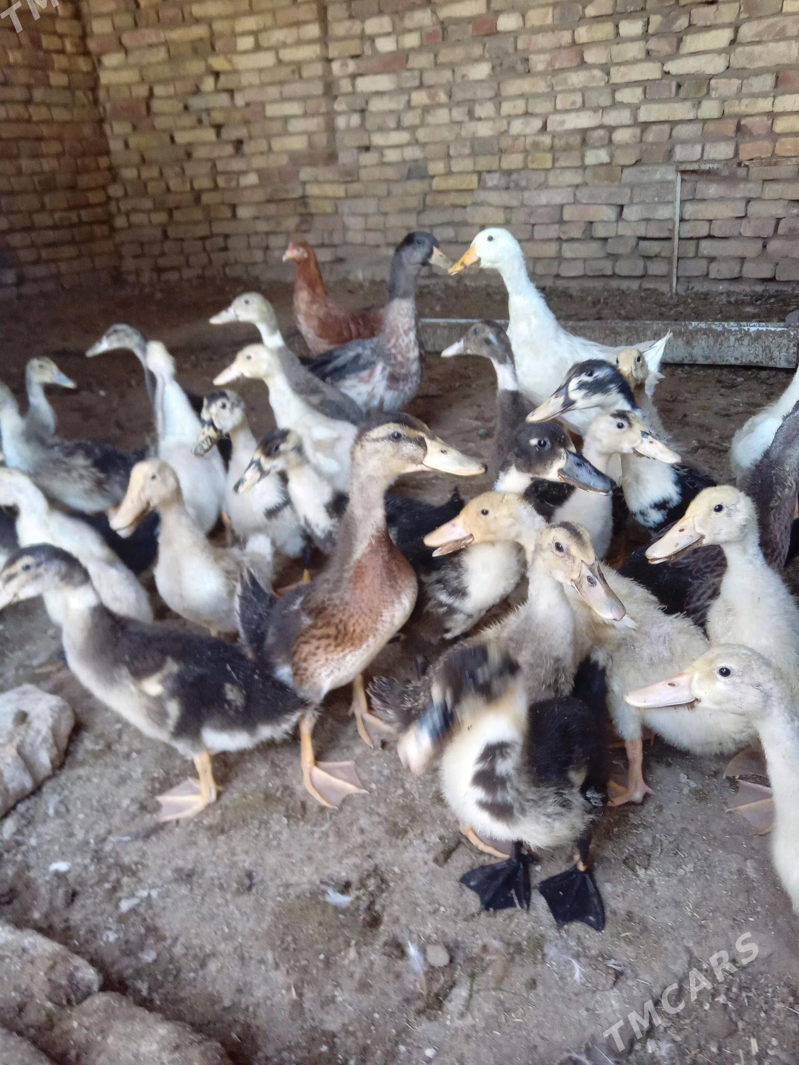 õrdek juje - Mary - img 3