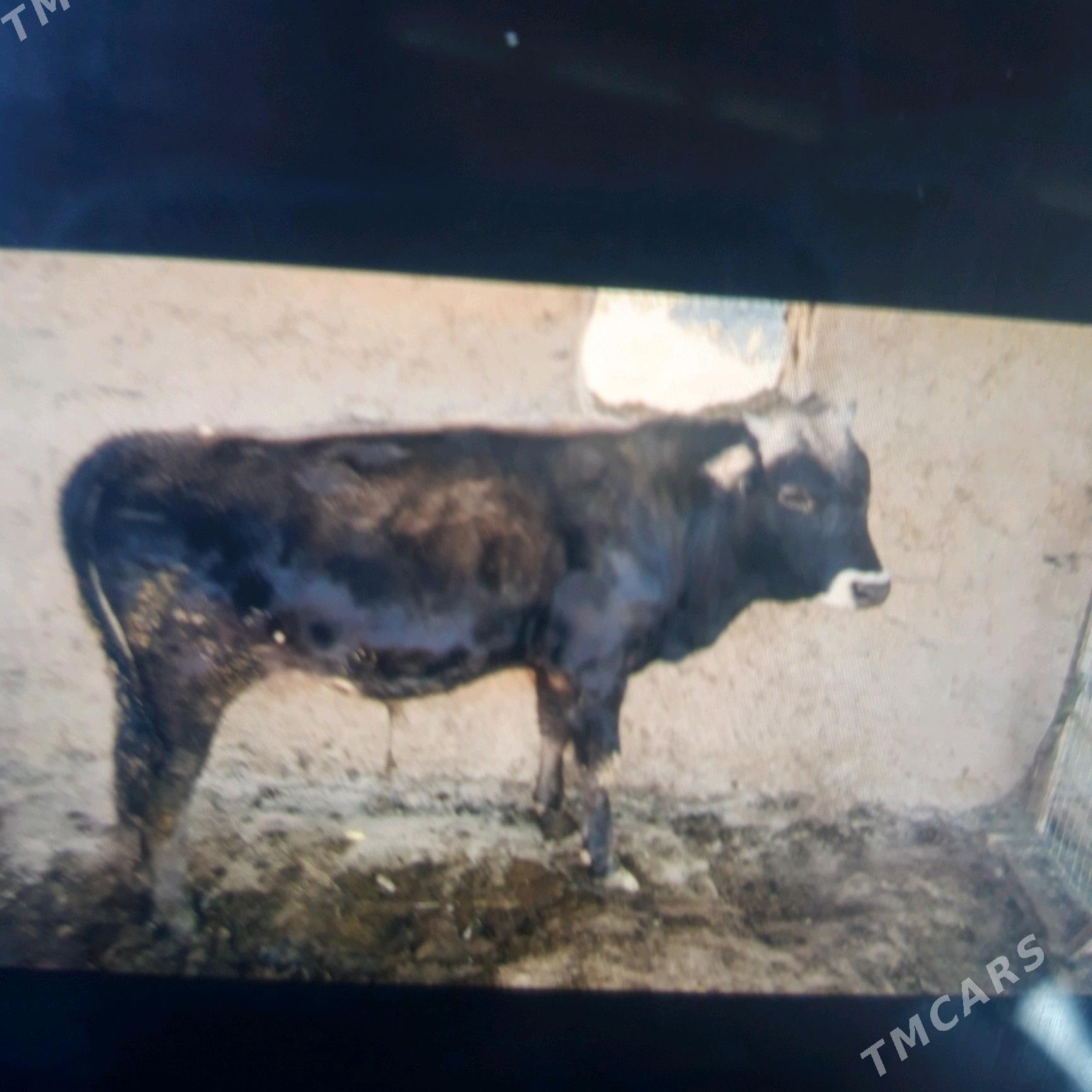 okuz - Bäherden - img 3