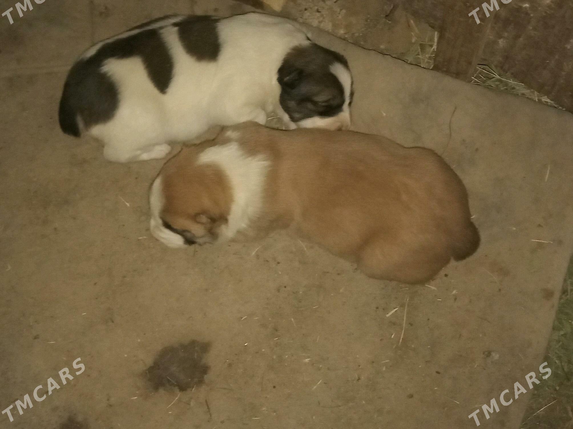 Alabay gunik - Мары - img 1