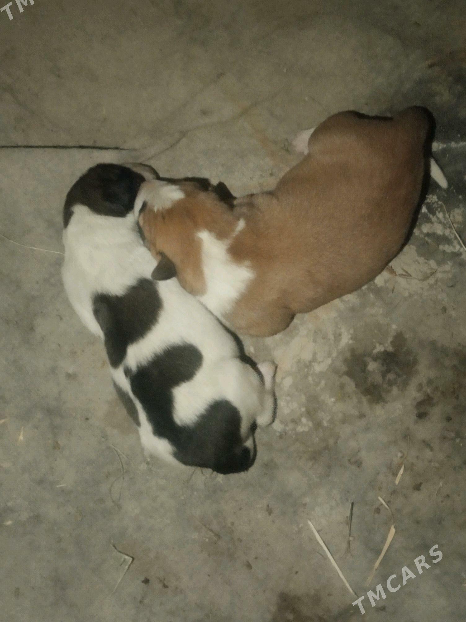 Alabay gunik - Мары - img 2