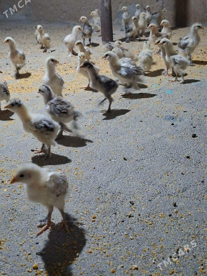 juje - Aşgabat - img 2