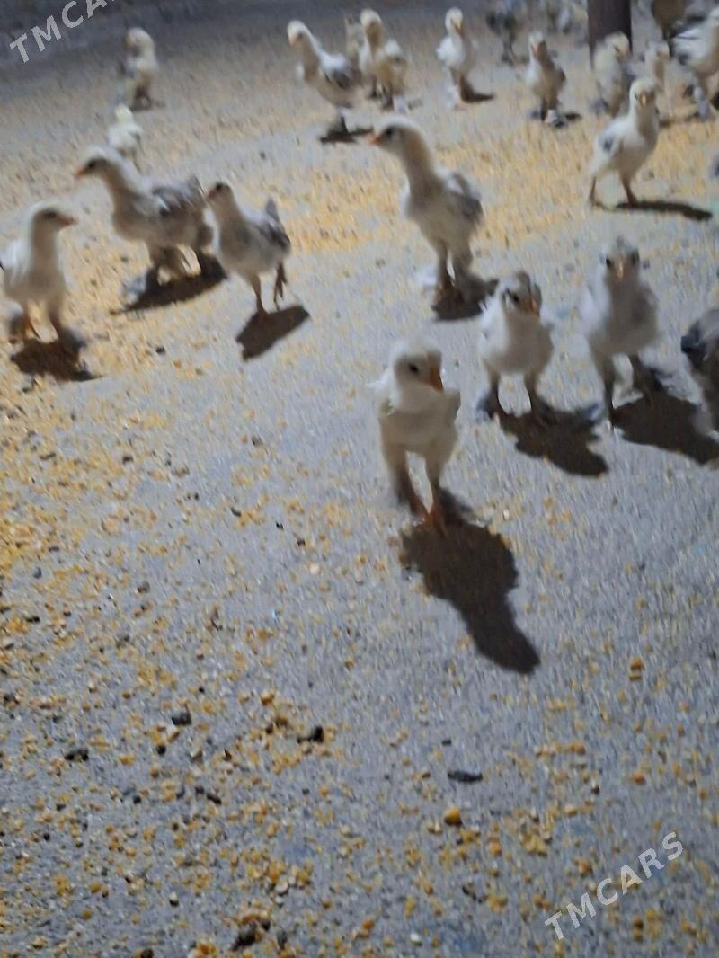 juje - Aşgabat - img 3