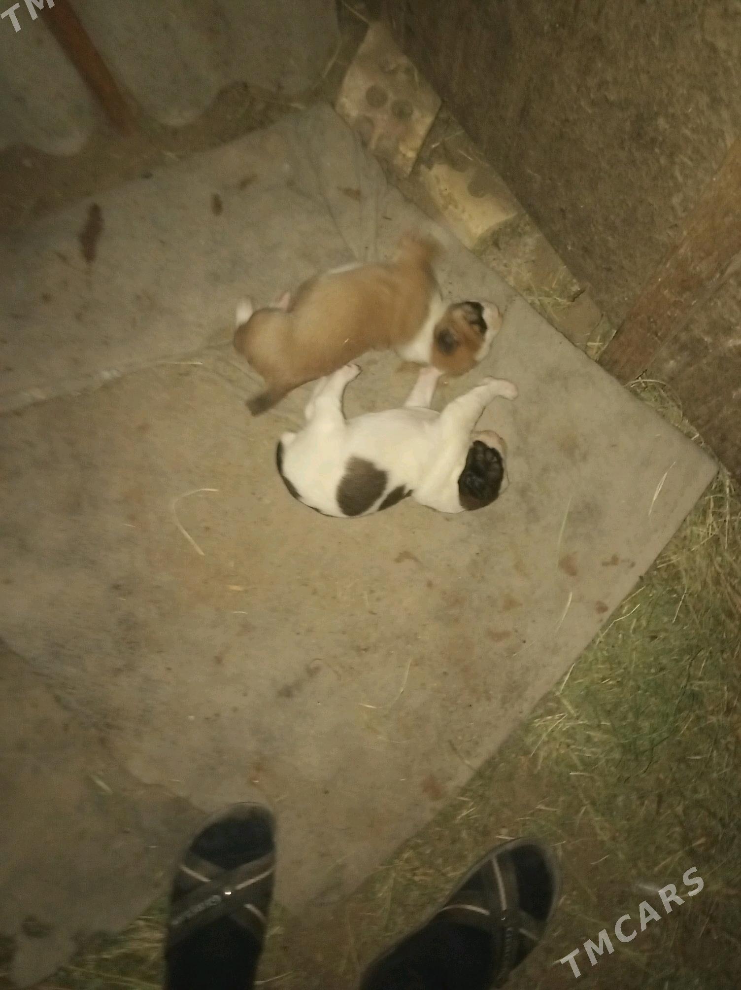 Alabay gunik - Мары - img 3