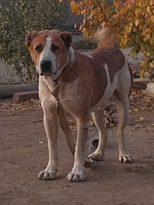 Palwan - Daşoguz - img 1