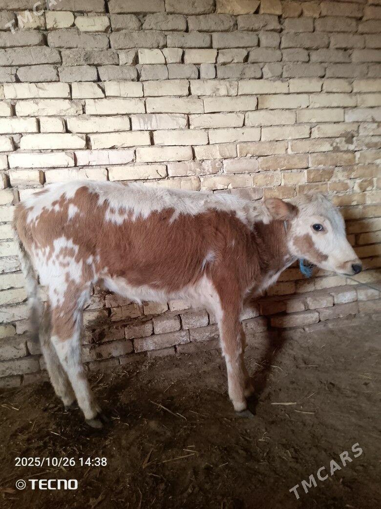 gulajyn gole - Байрамали - img 2