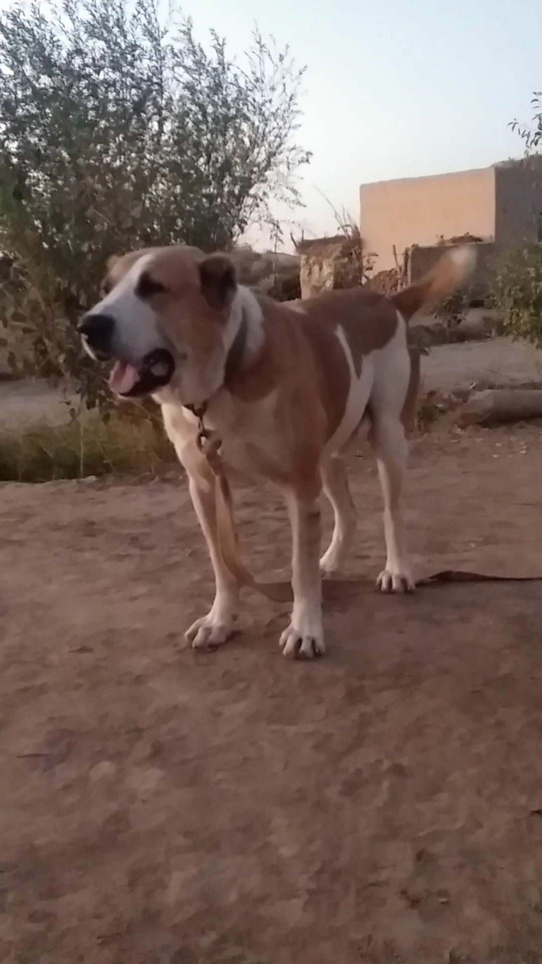 Palwan - Daşoguz - img 2