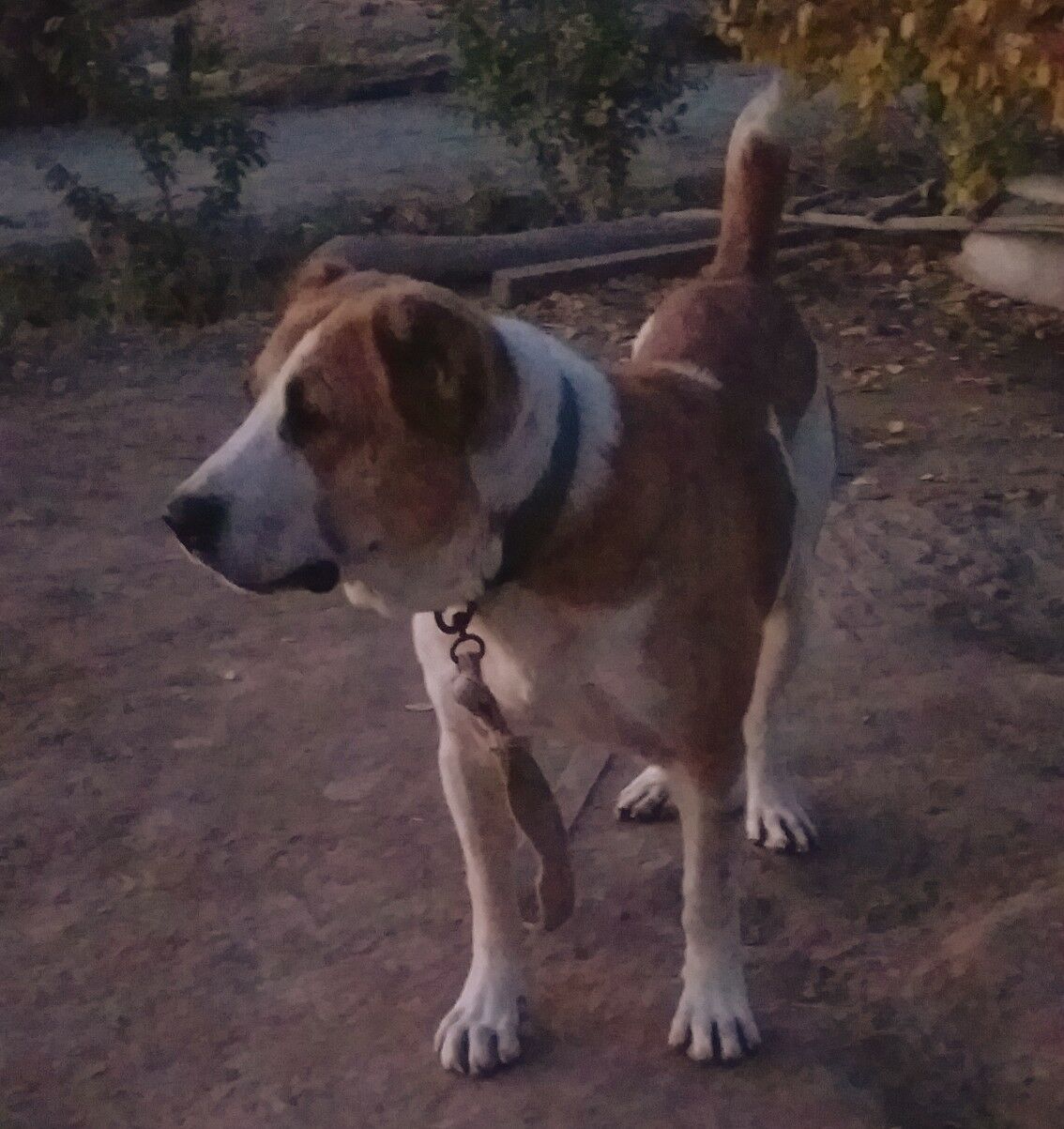 Palwan - Daşoguz - img 7