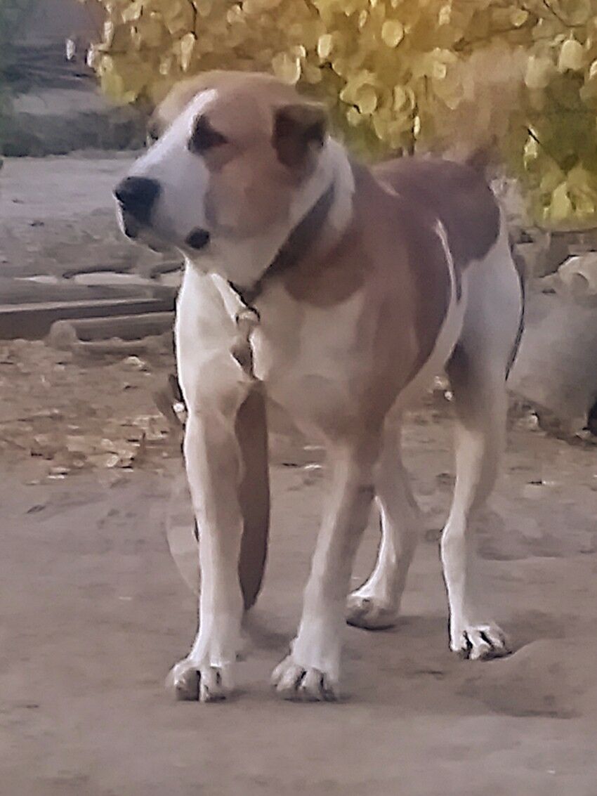 Palwan - Daşoguz - img 8