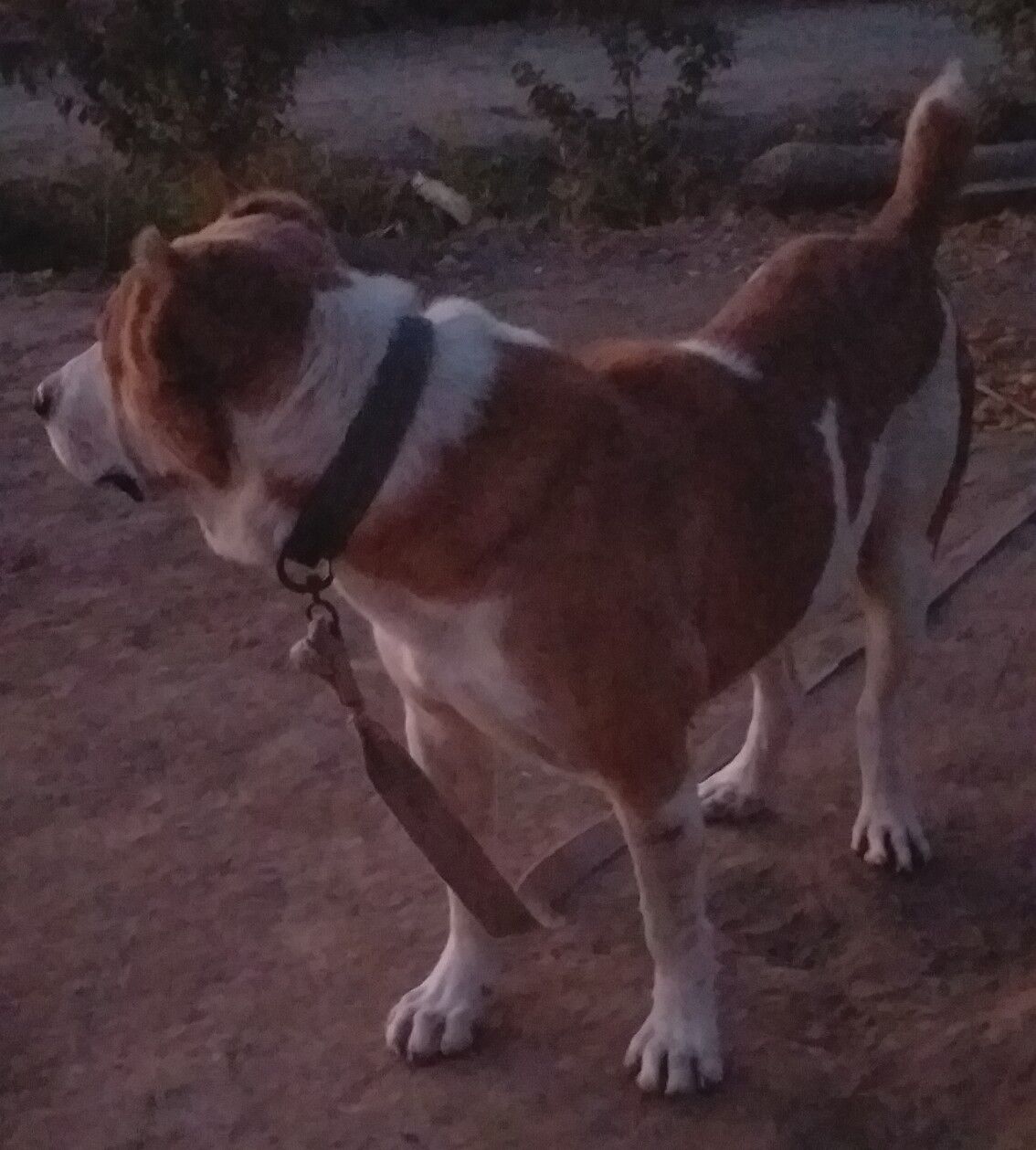 Palwan - Daşoguz - img 5