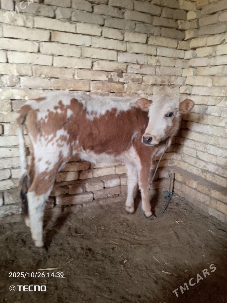 gulajyn gole - Байрамали - img 3