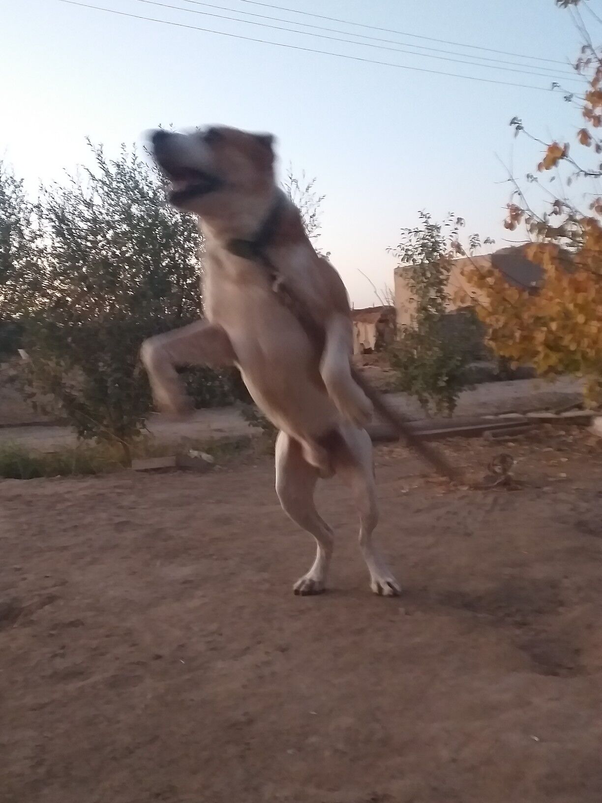 Palwan - Daşoguz - img 4