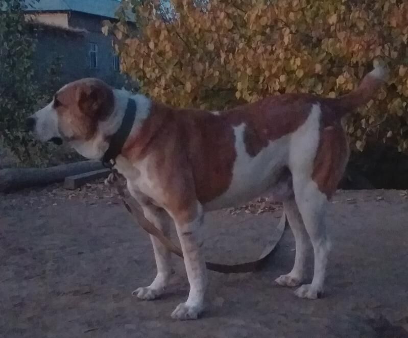 Palwan - Daşoguz - img 6