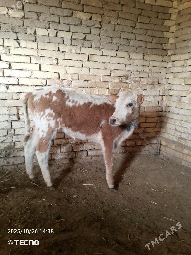 gulajyn gole - Байрамали - img 1