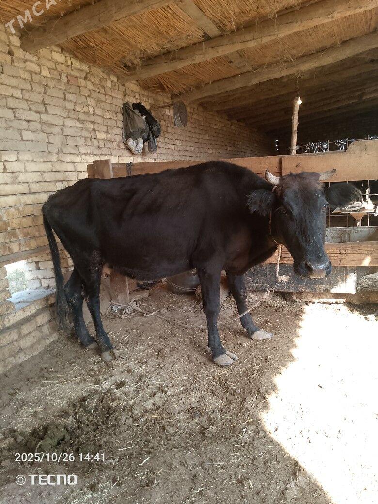 gysyr sygyr - Байрамали - img 1