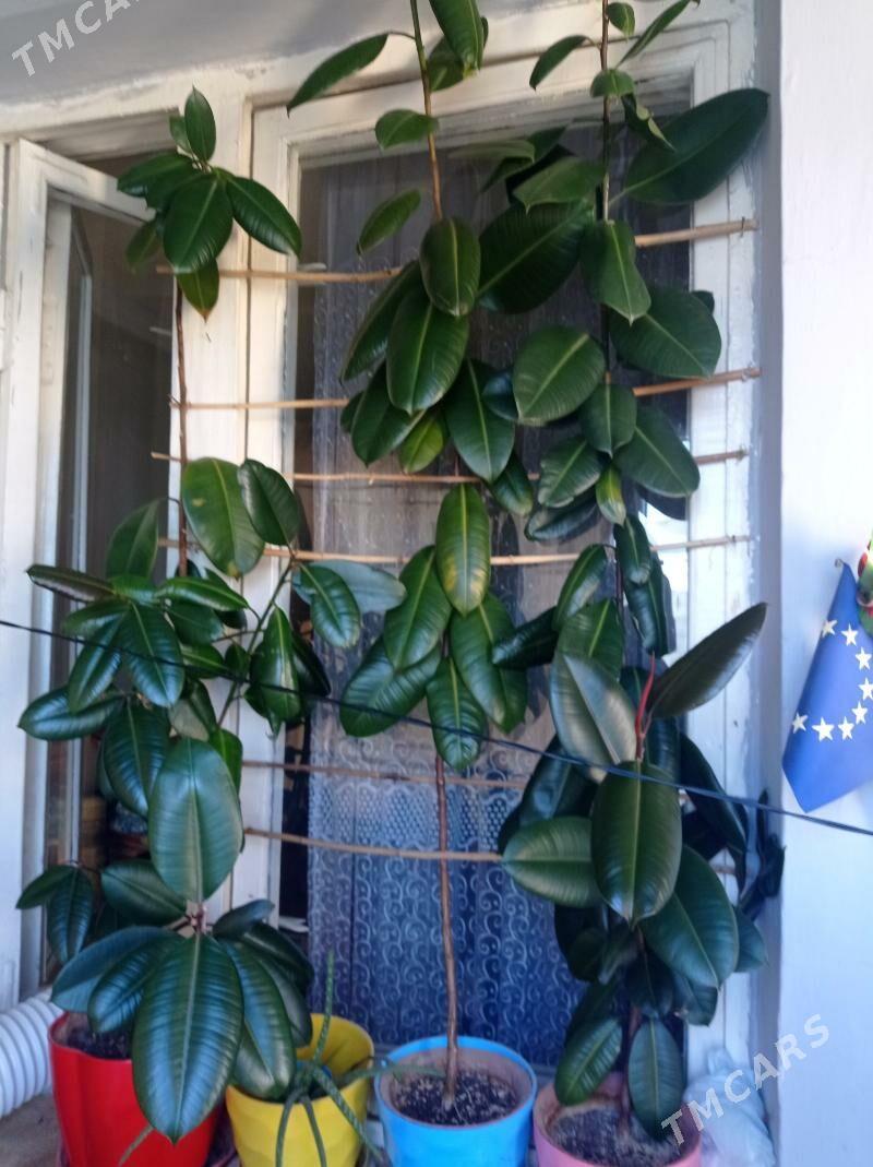 фикус - Ашхабад - img 1