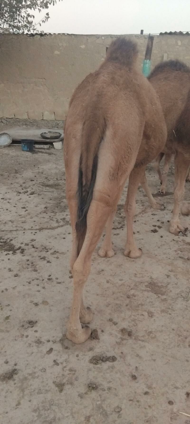 Kosekli Duye - Гызыларбат - img 2