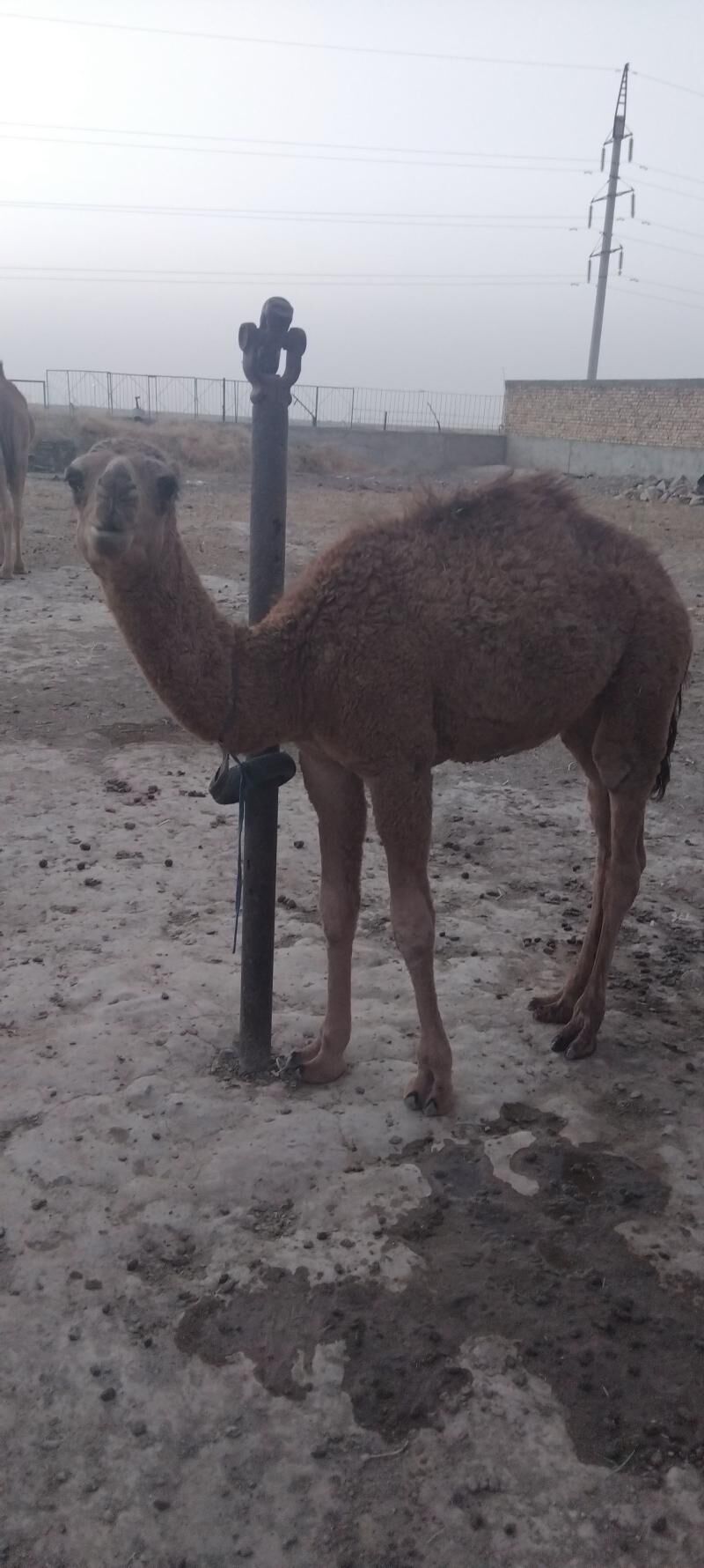 Kosekli Duye - Гызыларбат - img 17