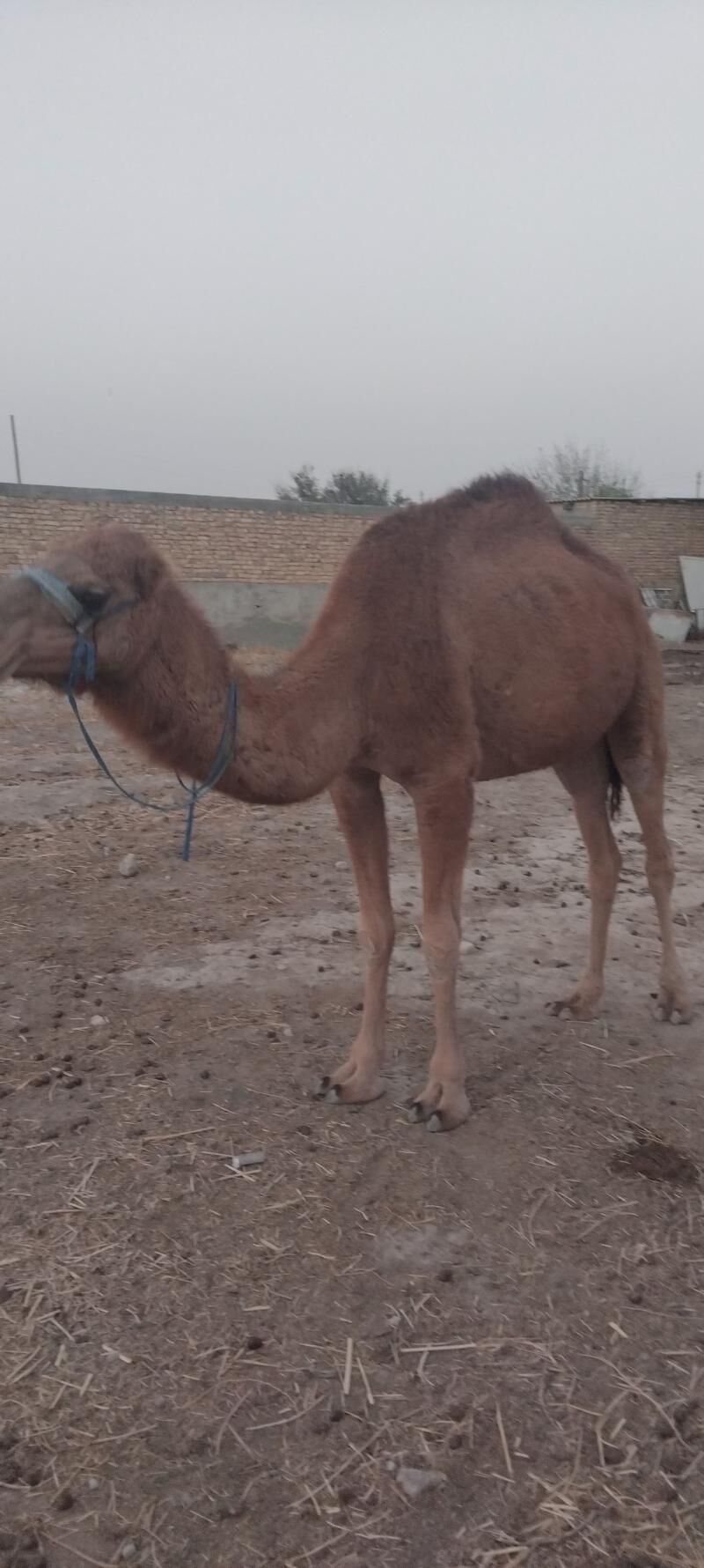 Kosekli Duye - Гызыларбат - img 13