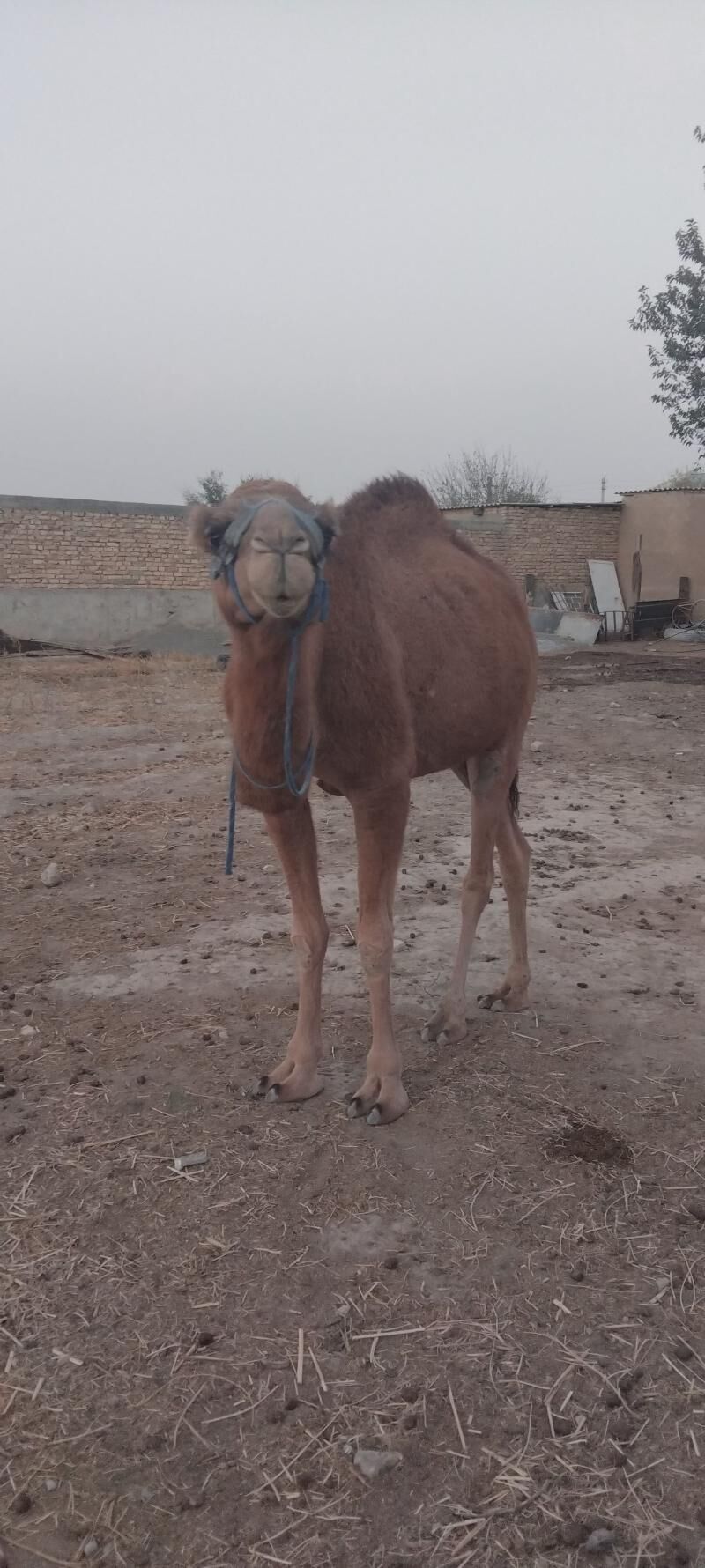 Kosekli Duye - Гызыларбат - img 7