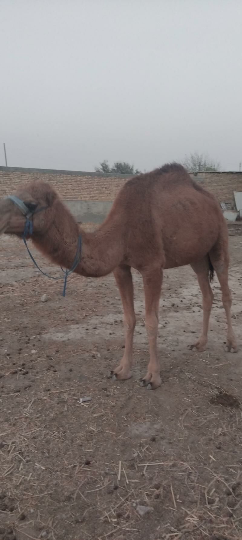 Kosekli Duye - Гызыларбат - img 16