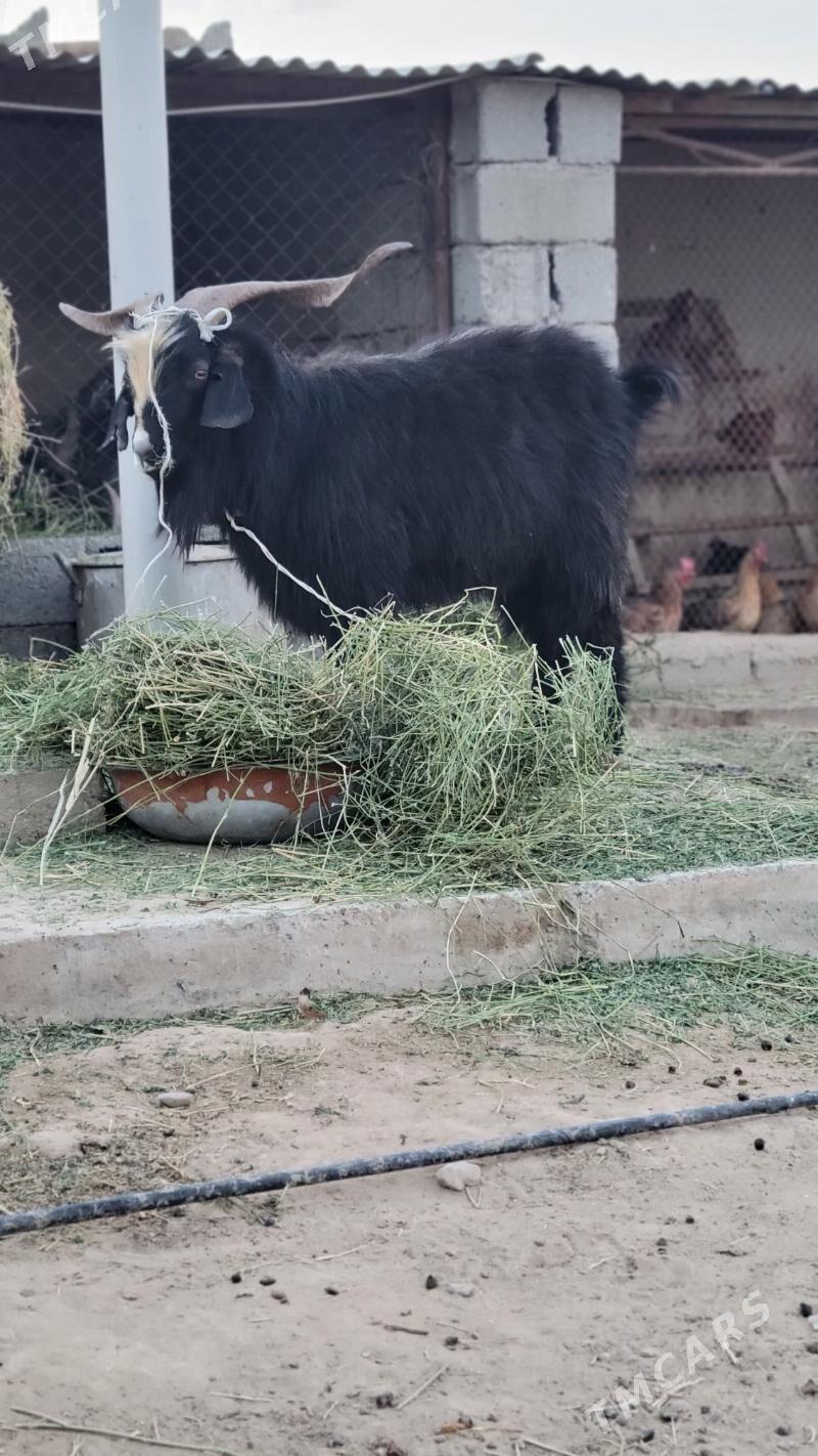 teke goc geci - Änew - img 1