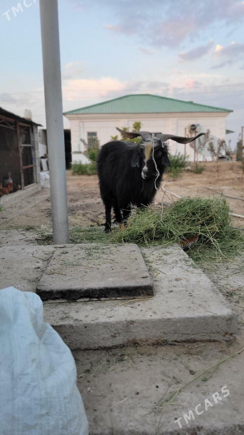 teke goc geci - Änew - img 2