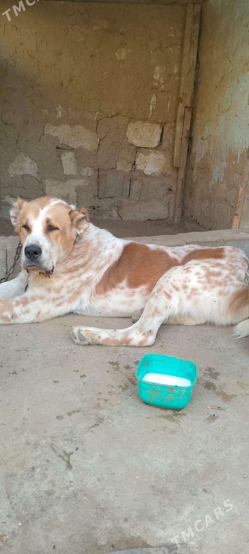 Türkmen alabay - Ашхабад - img 1