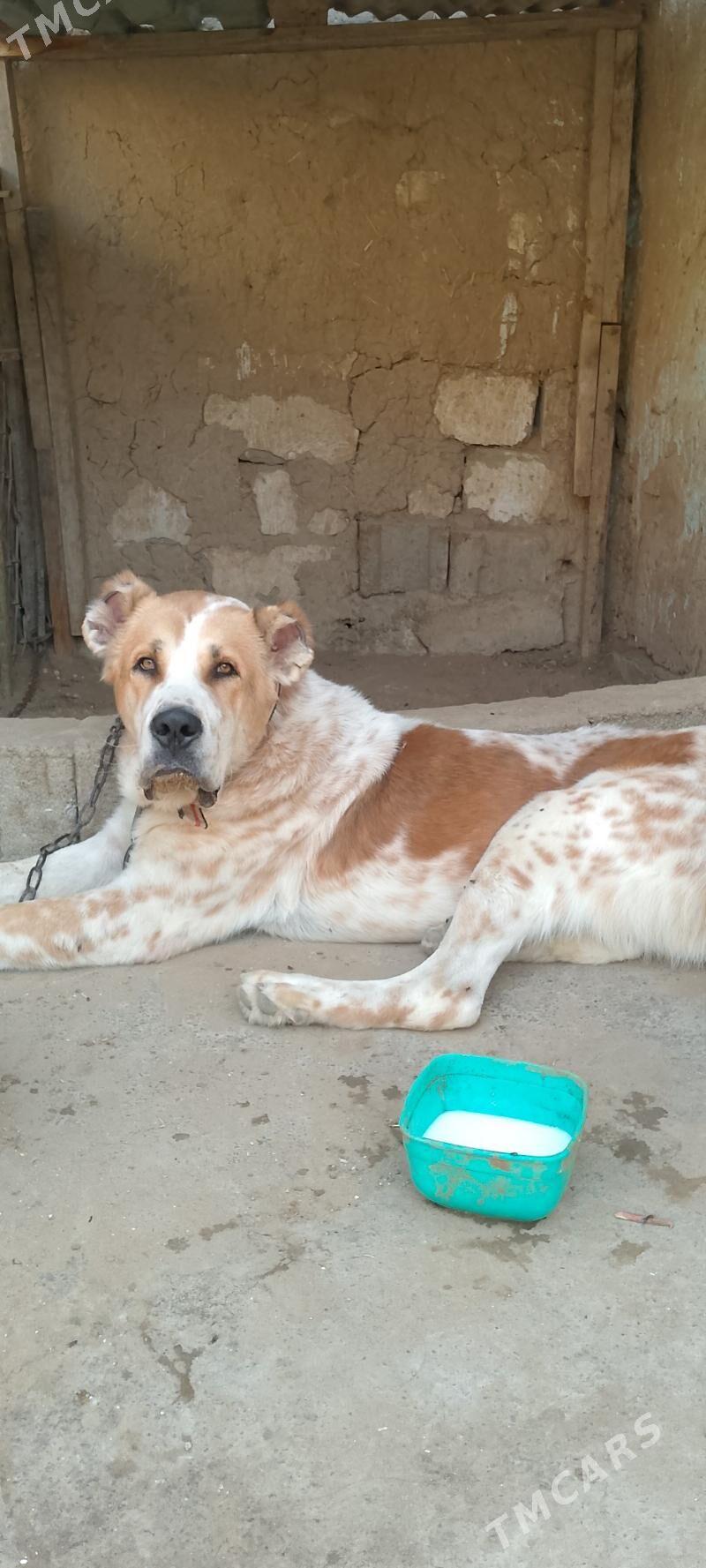 Türkmen alabay - Aşgabat - img 2