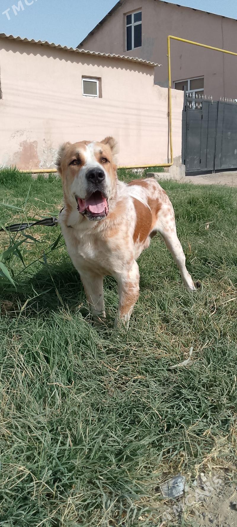 Türkmen alabay - Aşgabat - img 3