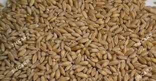 Tirtikal - Бахарден - img 2