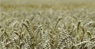 Tirtikal - Бахарден - img 1