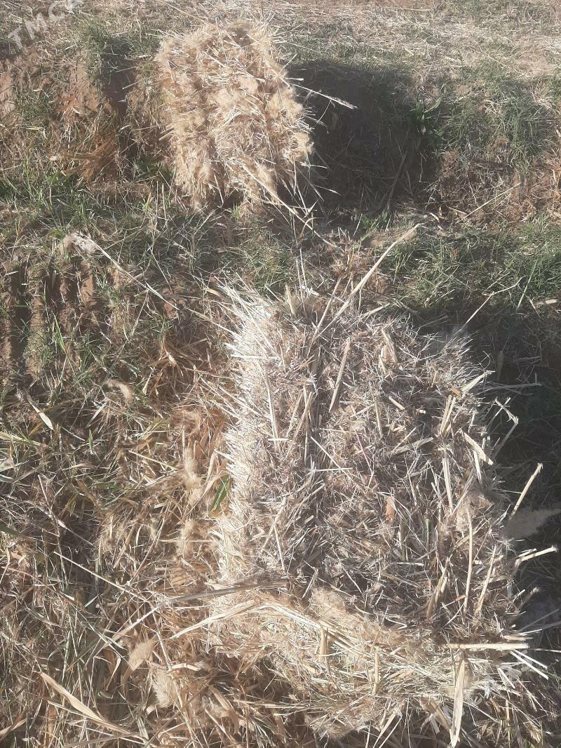 gamys hasal ot - Огуз хан - img 2