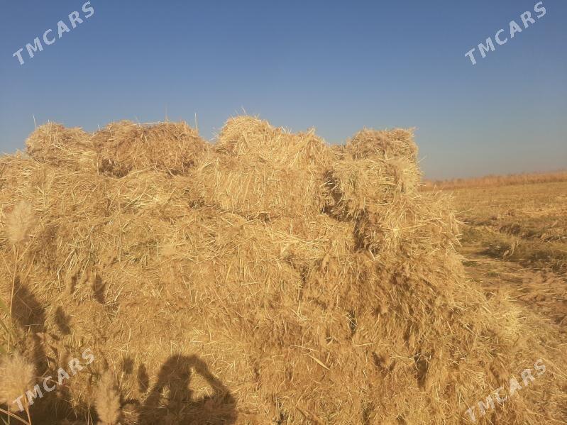 gamys hasal ot - Огуз хан - img 3