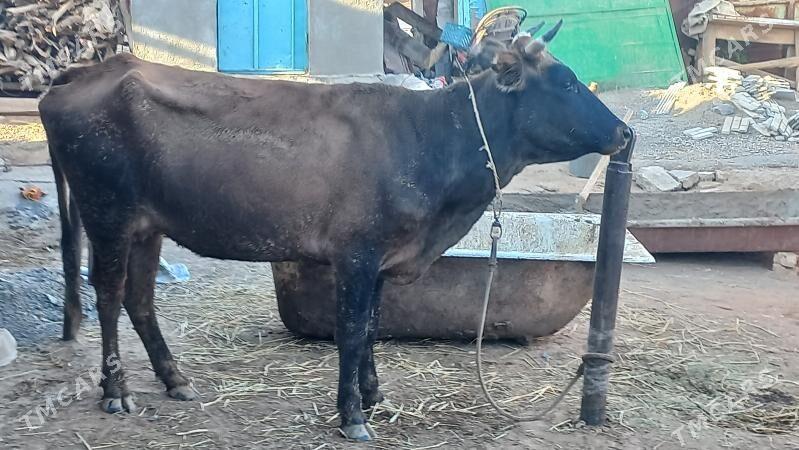 sygyr - Бабадайхан - img 1