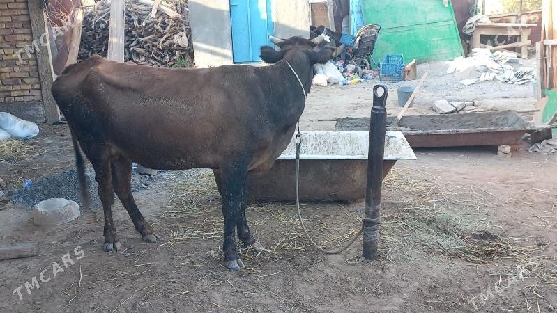 sygyr - Бабадайхан - img 2