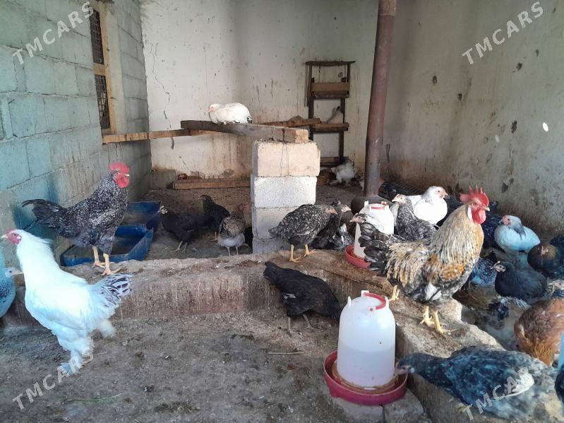 towuk - Багир - img 2