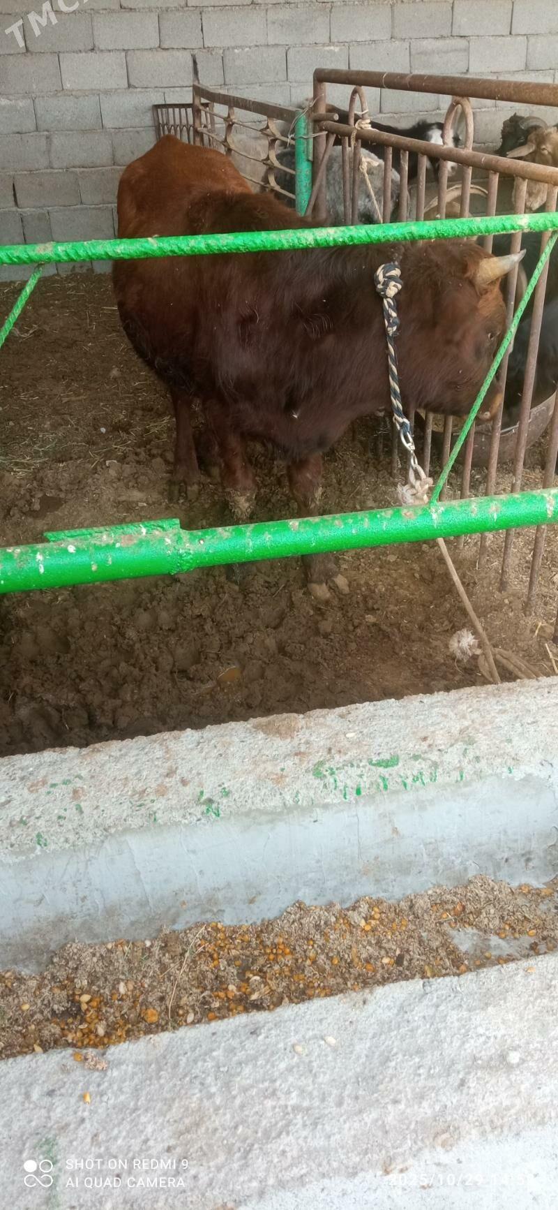 Öküz - Гарадамак - img 3