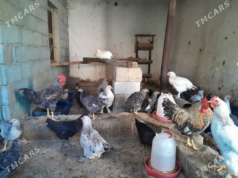 towuk - Багир - img 4