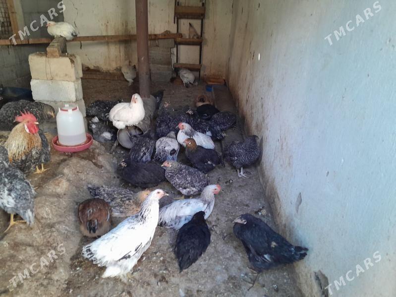 towuk - Багир - img 3