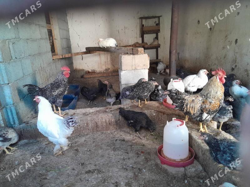 towuk - Багир - img 1