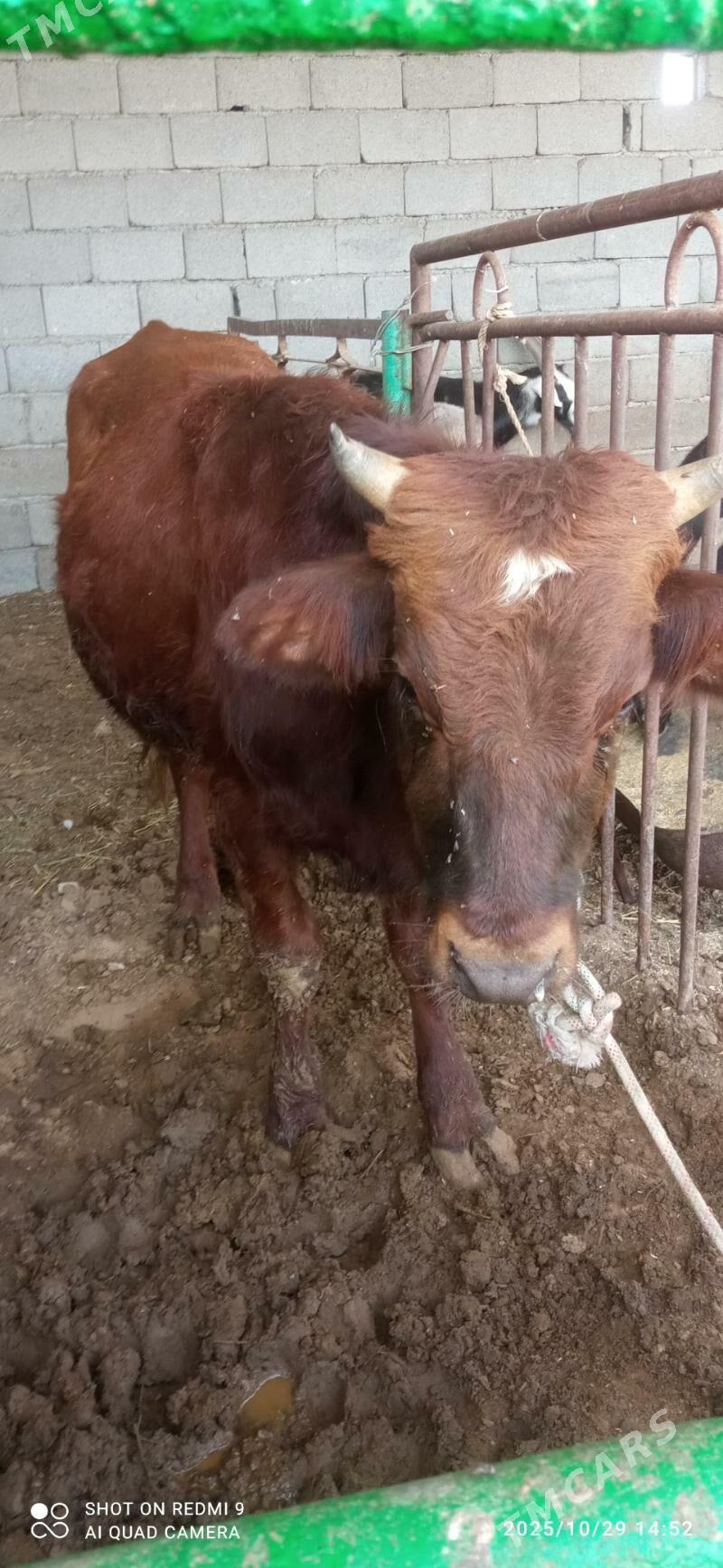 Öküz - Гарадамак - img 2