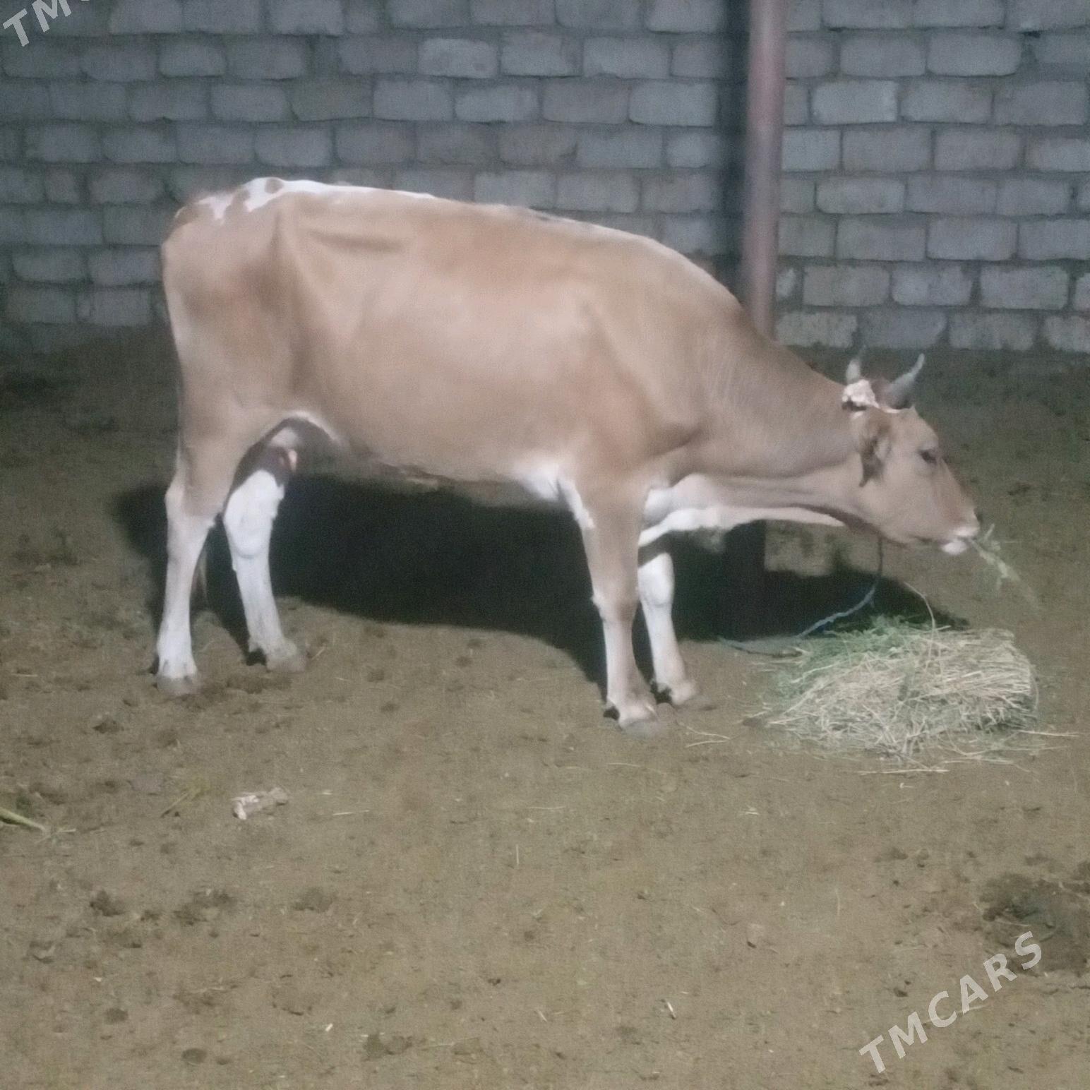 Göleli sygyr - Täze zaman - img 1