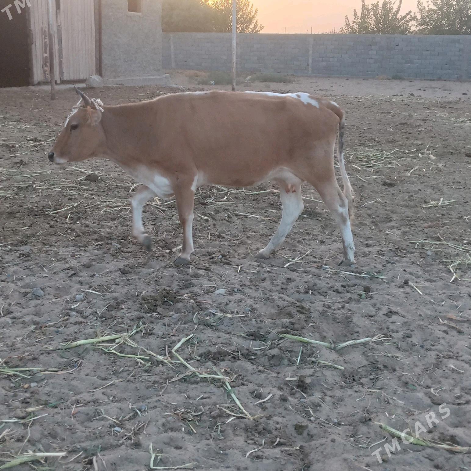 Göleli sygyr - Тязе заман - img 2